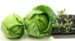 Імпорт капусти в Україну у 2025 зріс майже вдвічі