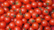Україна наростила імпорт томатів на третину, огірків – на 46,3% Україна наростила імпорт томатів на третину, огірків – на 46,3%