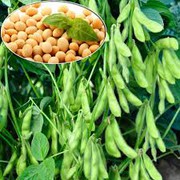 Туреччина стала ключовим ринком збуту української сої у 2025 році