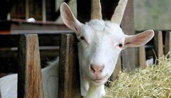 За рік поголів’я кіз та овець в Україні скоротилося на 10%