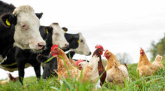 У Європі зафіксували перший випадок пташиного грипу у корови