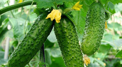 Польща скуповує понад половину експорту українських огірків