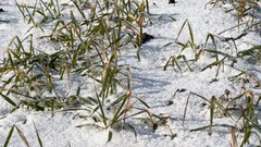 Леонід Козаченко: через морози та льодяну кірку до 1 млн га озимих перебувають в зоні ризику