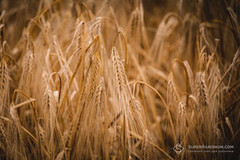 Площа зернових культур в Україні, ймовірно, скоротиться на 4% відносно 2025 року — аналітики