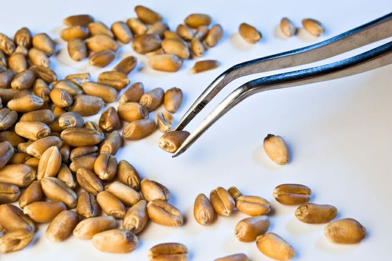 Площа під м’якою озимою пшеницею у Франції зросла на 2,8%