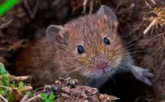 Загроза розвитку мишоподібних гризунів на полях зберігається за стабільних погодних умов