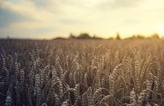 Павло Коваль: "Через дефіцит добрив Україна може втратити до 10% урожаю зернових у 2026 році"