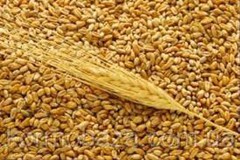 Ціни на зерно — яка пшениця почала додавати у ціні наприкінці зими