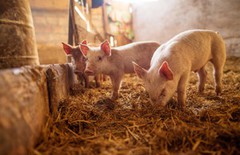 Закупівельні ціни на свиней живою вагою на 23 лютого - 1 березня 2026