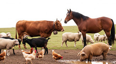 Тваринницькі ферми України збільшили виробництво на 12%