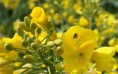 Озвучено оновлені експортні ціни на ріпак