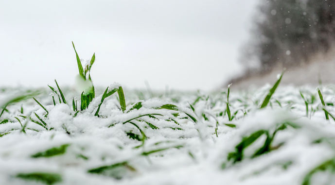 Прогнози опадів у США та Аргентині та покращення погоди у Причорномор’ї впливатимуть на ринки цього тижня
