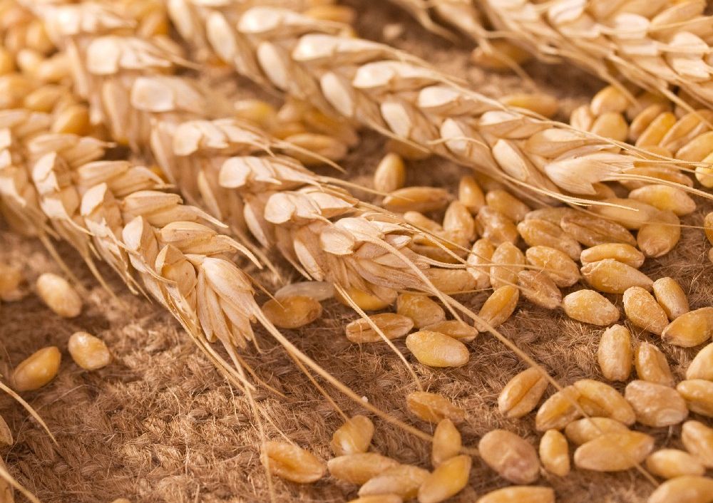 Світовий врожай зерна б’є рекорди, але баланс залишається крихким — IGC