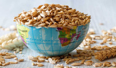 Ціни на пшеницю продовжують зростати