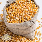 Ціни на зернові — як і чому подорожчав експорт кукурудзи