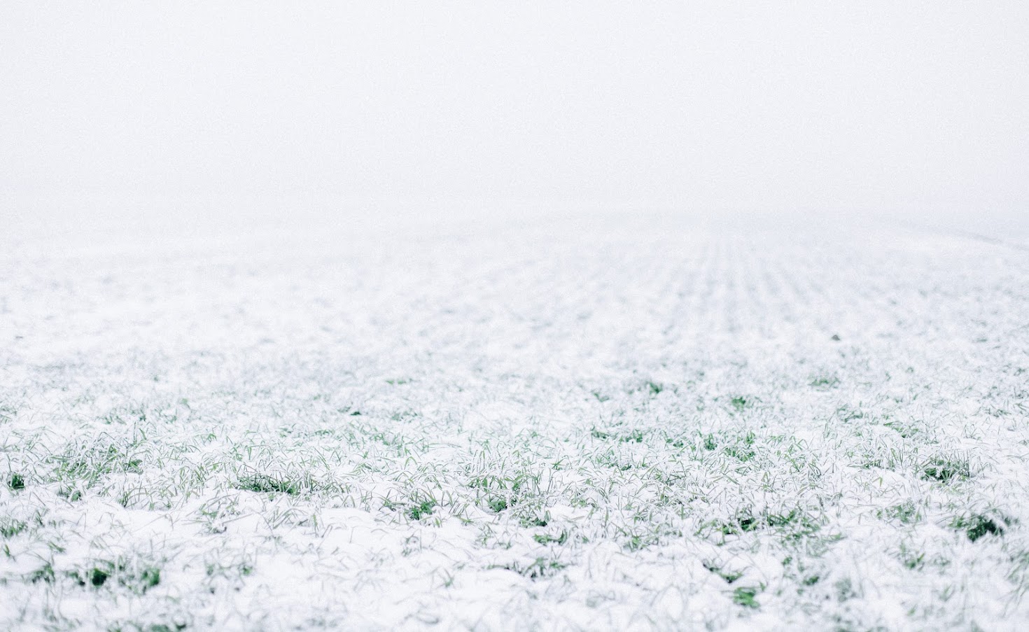Озимі перебувають у стані глибокого зимового спокою — Укргідрометцентр