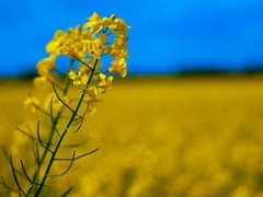 Ціни на ріпак нового врожаю формуються на рівні 535$/т, окремі форварди — на 8$/т вище