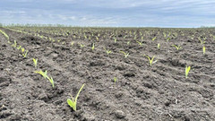 В УЗА прогнозують скорочення площ під кукурудзою через посухи