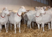 У січні промислове поголів'я овець і кіз додало 2,4%