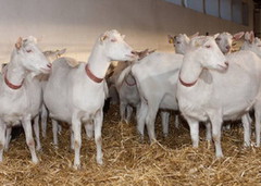 У січні промислове поголів'я овець і кіз додало 2,4%