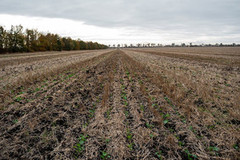 Понад 600 тисяч гектарів топових агрохолдингів залишаються в окупації