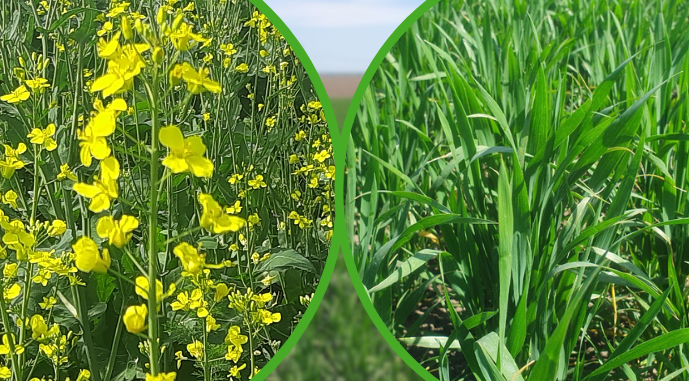 Експерти ABARES знову підвищили прогнози врожаю пшениці, ячменю та ріпаку в Австралії у 2025/26 МР