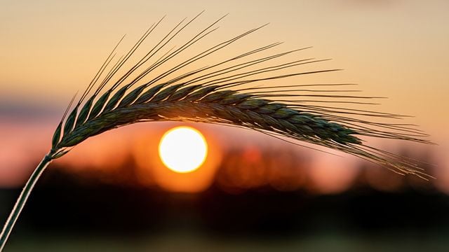 Україна та Канада запускають переговори з продовольчої безпеки