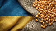 Експорт української кукурудзи наближається до 12 млн тонн