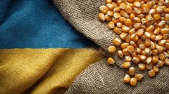 Експорт української кукурудзи наближається до 12 млн тонн