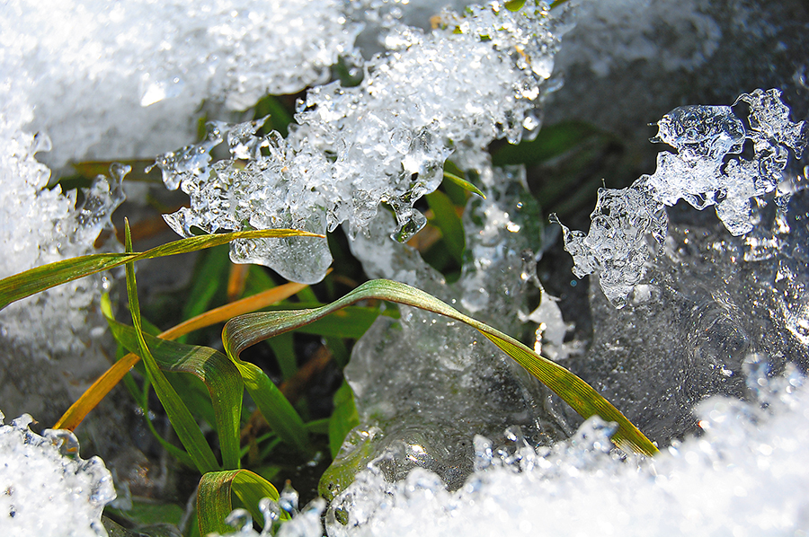 Тарас Висоцький: Більшість озимих успішно перезимували, аграрії входять в активну фазу польових робіт