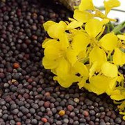 Озвучено оновлені ціни на ріпак в Україні