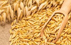 Експорт вівса з України за 2 місяці 2026 скоротився на 98%