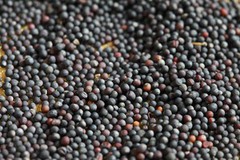 Світове виробництво ріпаку може встановити новий рекорд у сезоні 2026/27