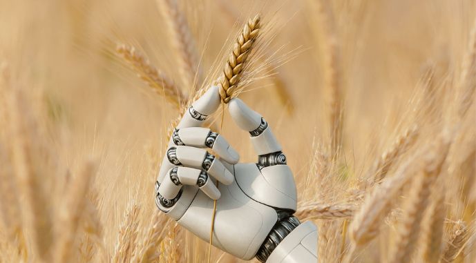 Китай активно впроваджує штучний інтелект у виробництво зерна