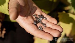 Ціни на соняшник зросли на 500-900 грн/т, ціни на сою також зростають на 5 $/т