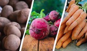 Картопля, морква і буряк дешевшають: фермери в Україні розпродають овочі