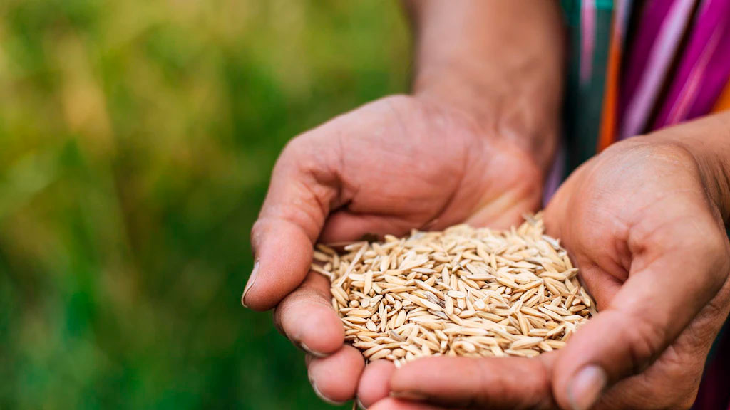 Світовий голод може вирости до історичного максимуму, якщо війна в Ірані триватиме до червня — WFP