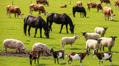 ЄС скорочує виробництво худоби: різке падіння по вівцях і козах, зростання лише у свинарстві