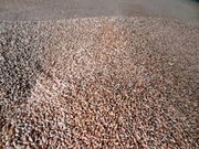 росія вкрала 2 мільйони тонн зерна з України: куди його продають