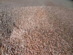 росія вкрала 2 мільйони тонн зерна з України: куди його продають