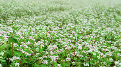 Українські сільгоспвиробники посіють гречки на 15-20% більше, ніж минулого року