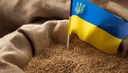 Держстат оприлюднив дані щодо запасів зерна в Україні