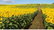 Рекордний урожай соняшнику прогнозують у світі