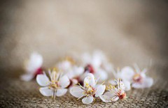 Втрати кісточкових культур через зимові морози можуть сягнути до 51% – Укргідрометцентр