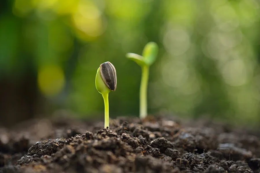 Аграрії 7 областей розпочали посівну соняшника