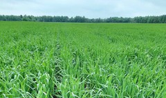 Запаси вологи в ґрунті під озимими достатні та оптимальні