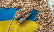 Експортні ціни на продовольчу пшеницю виросли на 50-100 грн/т