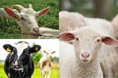 Стартував прийом заявок на дотації для утримання корів, кіз та овець