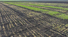 На Кіровоградщині морози пошкодили кожен п'ятий гектар озимих