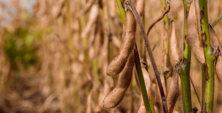 Британські вчені розробили технологію відстеження походження сої для боротьби з вирубкою лісів
